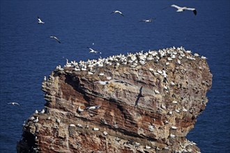 Northern gannet (Sula bassana)