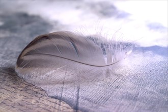 Bird feather on a document