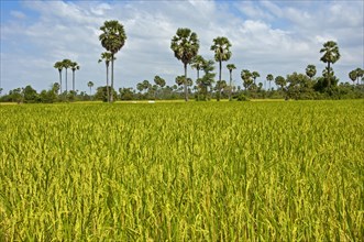 Rice paddy with Palmyra Palms or Toddy Palms (Borassus flabellifer)