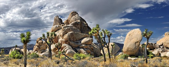 Horror Rocks with Joshua Trees or Palm Tree Yuccas (Yucca brevifolia)