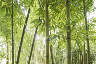 Bamboo (Bambus fargesia) grove