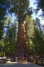 Giant sequoia General Sherman (Sequoiadendron giganteum)