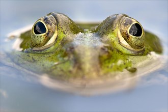 Edible Frog (Pelophylax kl. Esculentus)