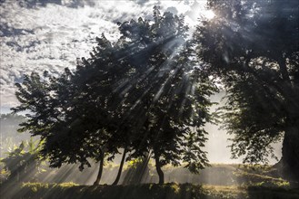 Sun rays penetrating smoke between trees