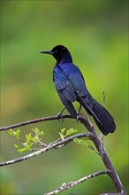 Boat-tailed Grackle (Quiscalus major)