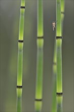 Water Horsetail (Equisetum fluviatile)