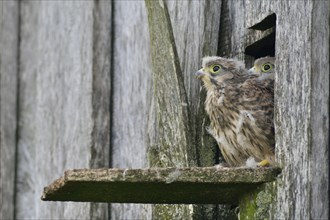 Common Kestrels (Falco tinnunculus)