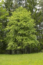 Common Whitebeam (Sorbus aria)