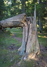 Bent Pine (Pinus sp.)