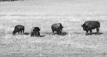 Four Beefalos or Cattalos on a pasture