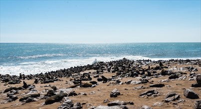 Colony of Brown Fur Seals or Cape Fur Seals (Arctocephalus pusillus)