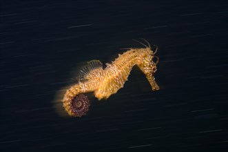 Short-snouted Seahorse (Hippocampus hippocampus) Black Sea