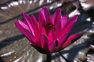 Water Lily (Nymphaea sp.)