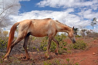 Emaciated horse on a barren pasture