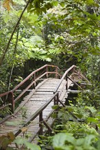 Wooden bridge leading into the dense jungle