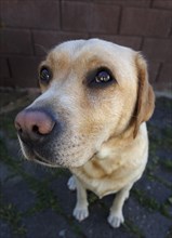 Labrador Retriever dog