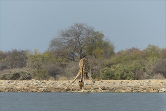 Giraffe (Giraffa camelopardis) drinking at the Klein Namutoni waterhole