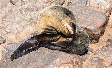 Young Brown Fur Seal or Cape Fur Seal (Arctocephalus pusillus) sleeping on a rock