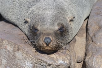 Brown Fur Seal or Cape Fur Seal (Arctocephalus pusillus) sleeping on a rock