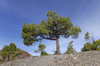 Canary Island Pine (Pinus canariensis)