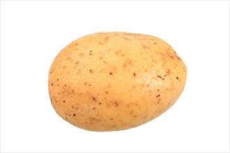 Potato