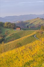 Autumnal vineyards and farmhouses in the morning light