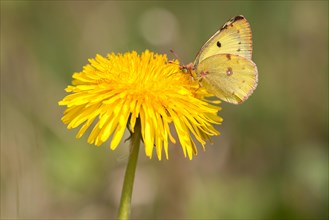 Pale Clouded Yellow (Colias hyale) perched on a Dandelion (Taraxacum officinale)