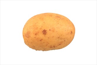 Potato