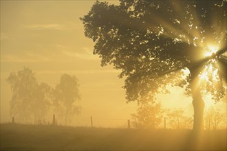 Sun rays in a tree