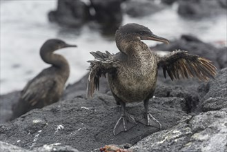 Flightless Cormorant or Galapagos Cormorant (Phalacrocorax harrisi)