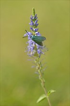 Spiked speedwell (Veronica spicata) with Green Forester (Adscita statices)