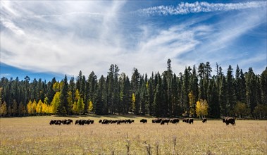 Grazing herd Beefalos or Cattalos