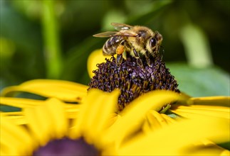 Honey bee (Apis mellifera) sits on yellow flower