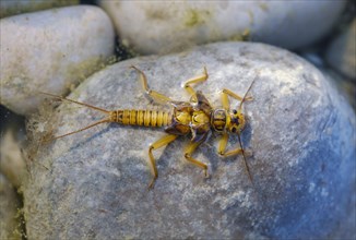 Larvae of a stonefly (Plecoptera) on stone in shallow water