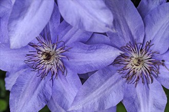 Flowers of a Clematis (Clematis)