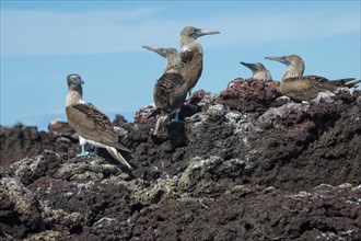 Galapagos Blue-footed Boobies (Sula nebouxii excisa)