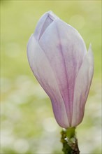 Magnolia (Magnolia)
