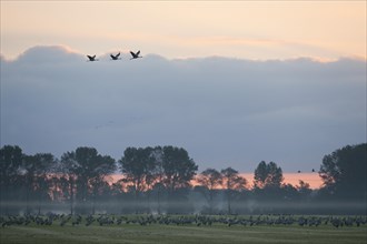 Common Cranes (Grus grus)