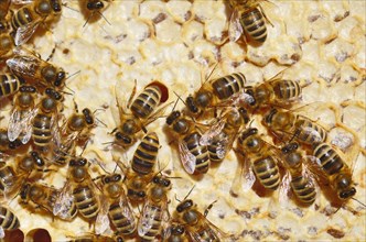 Honey Bees (Apis mellifera) on a honeycomb with partially capped cells