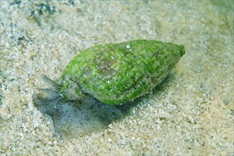 Nassa Mollusc (Tritia reticulata)