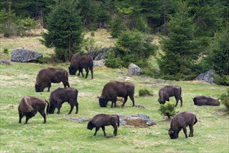 European Bisons or Wisents (Bison bonasus)