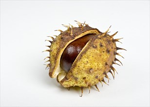 Chestnut in the cupule