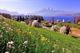 Cherry trees in full bloom at Lake Lucerne
