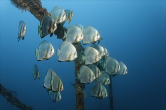 School of teira batfish (Platax teira) above the Alma Jane wreck