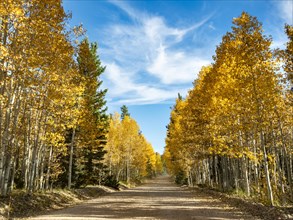 Road through autumnal aspen forest