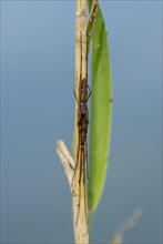 Stretch spider (Tetragnatha) at reed stem