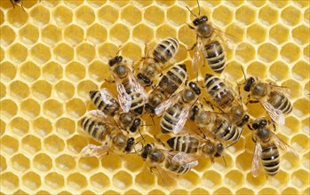 Honey Bees (Apis mellifera) on a freshly-built honeycomb