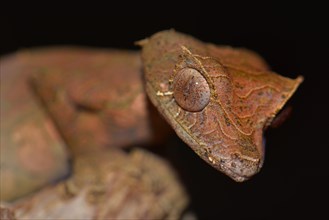 Satanic Leaf-tailed Gecko (Uroplatus phantasticus)