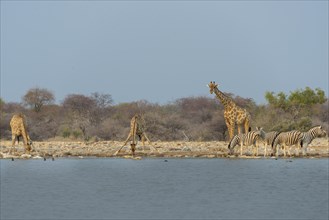 Giraffes and zebras at the waterhole