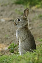 Young wild rabbit (Oryctolagus cuniculus) listening